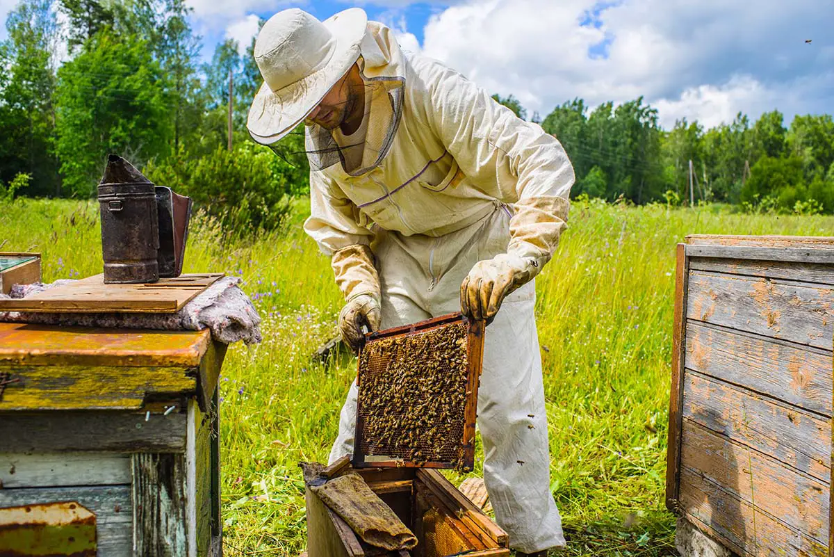 The Abcs Of Beekeeping A Guide For Beginners Beekeepingabc