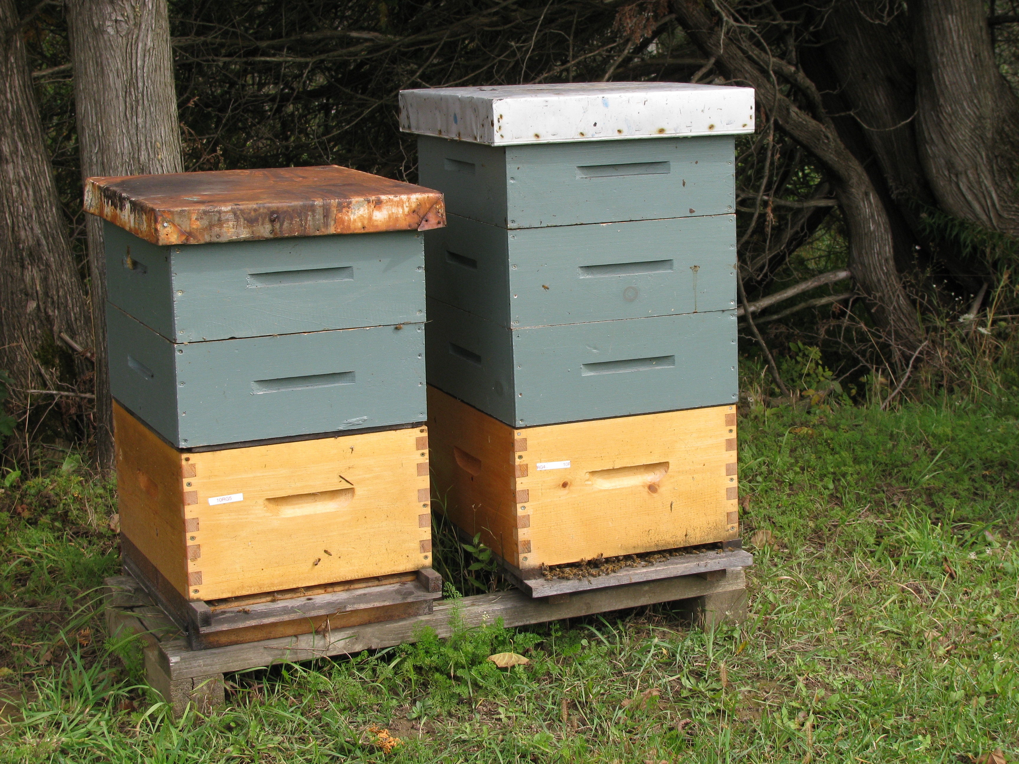 how many brood boxes should a hive have , how to get rid of wasp hive