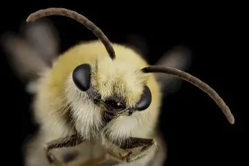 Bees recognize faces