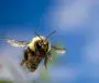 How Bees Fly [10 Facts About How, When, and Why]