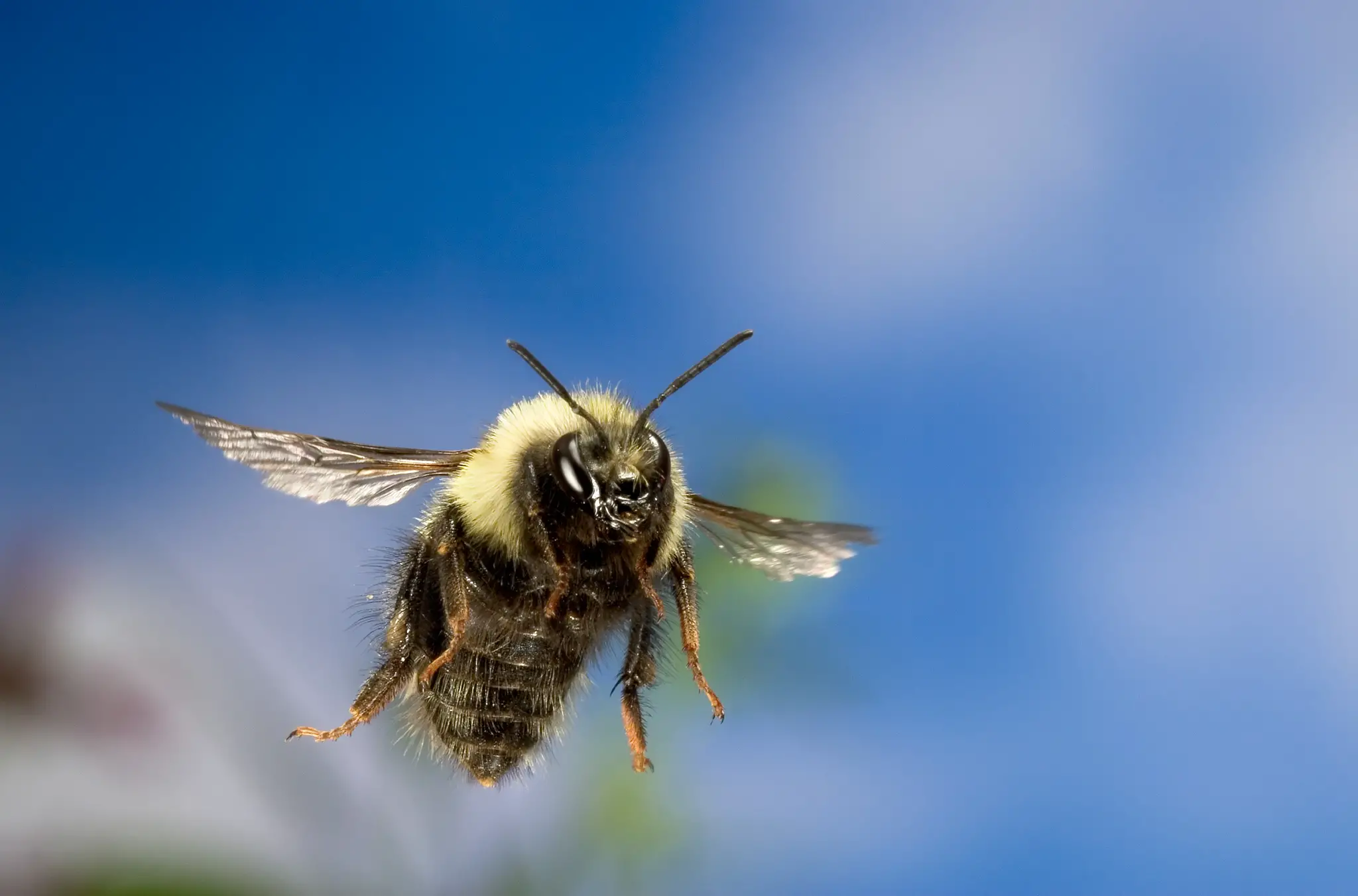 how high can bees fly?