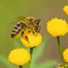 How do bees pollinate flowers