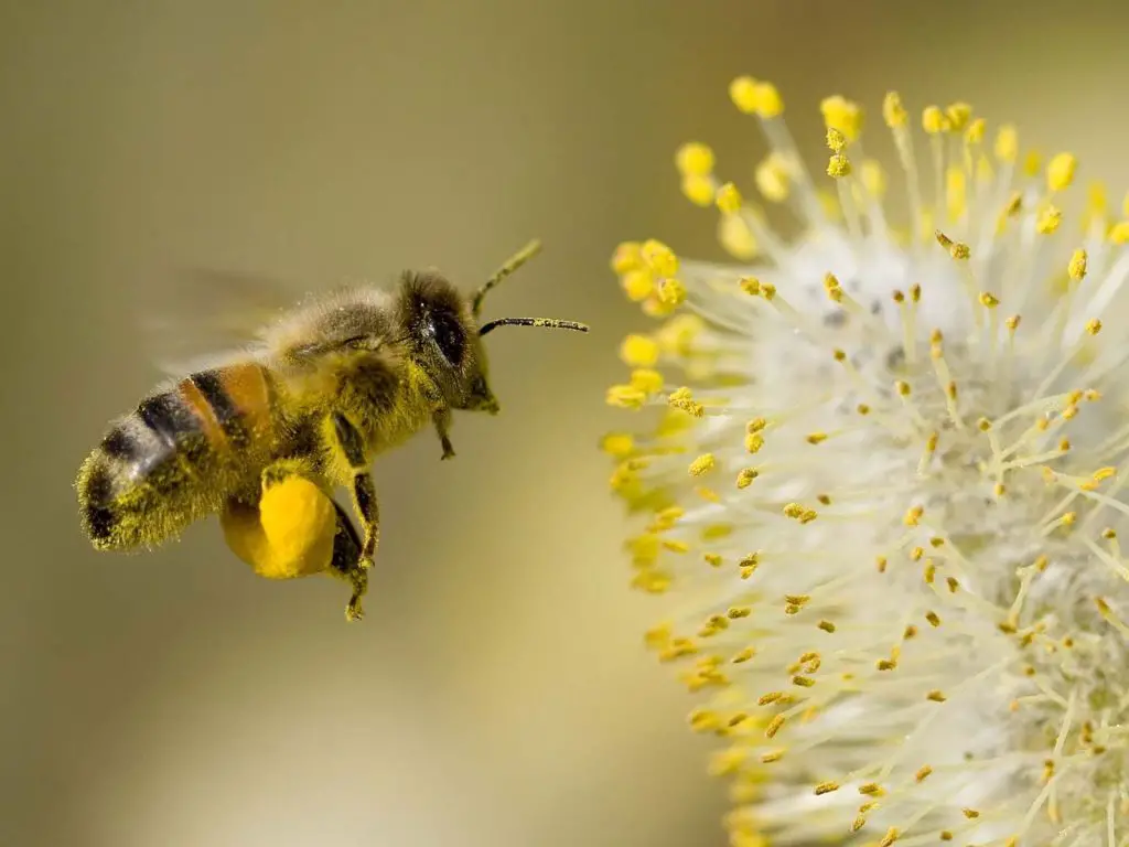 How Do Bees Pollinate Flowers? [Plus What Bees Collect And Why