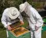 3 Big Mistakes Beginner Beekeepers Make [And How To Avoid Them!]