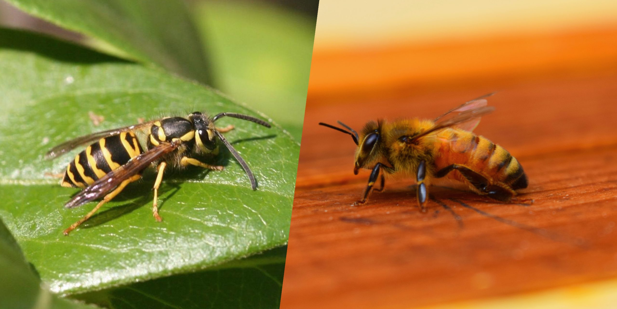 Comparison between a bee and a wasp