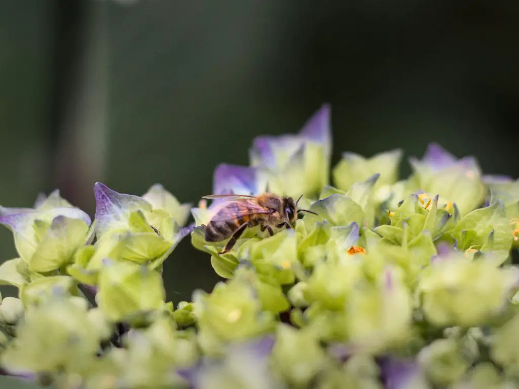 A bee gathering nectar from a hydrangea flower.Nottingham, UK