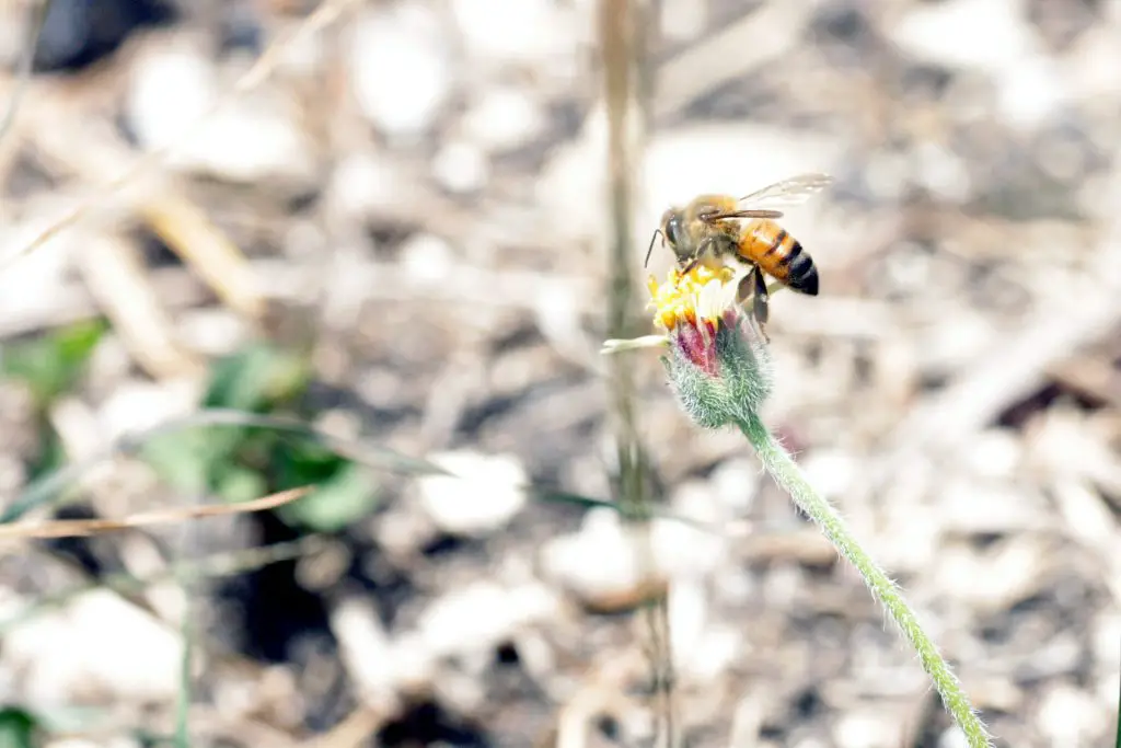 Honey Bee collecting pollen Barbados