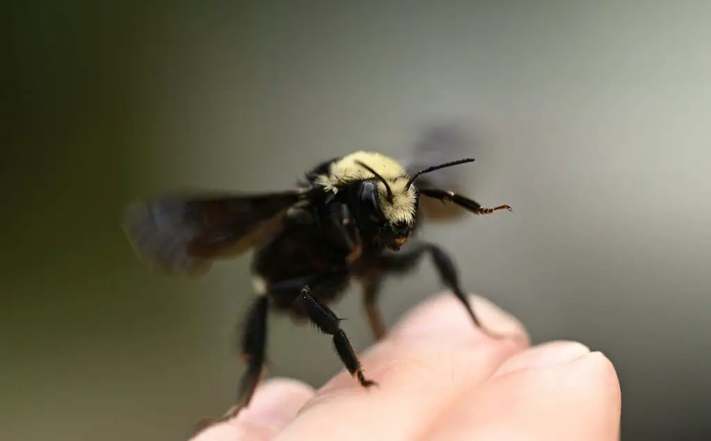 Bumble Bee Sting