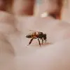 what type of bees sting